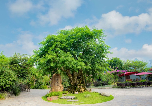 Lưu Gia Trang, điểm check-in đẹp như mơ ở Nam Định ảnh 1