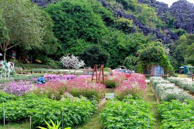 Rộn ràng mùa cúc hoạ mi giữa lòng thành phố Thanh Hoá ảnh 3