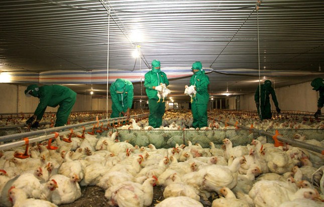 Đẩy mạnh chăn nuôi gia cầm an toàn theo chuỗi giá trị ảnh 1