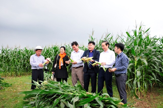 Cần 27,6 triệu tấn/năm ngô sinh khối để chăn nuôi đại gia súc ảnh 1