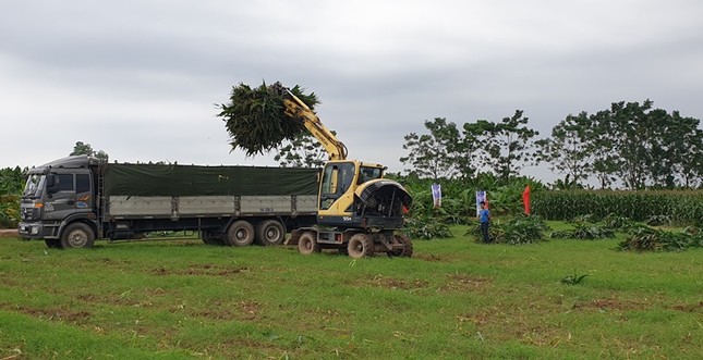 Cần 27,6 triệu tấn/năm ngô sinh khối để chăn nuôi đại gia súc ảnh 2
