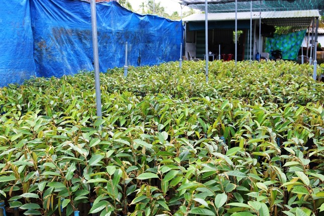 Agribank đồng hành cùng làng nghề sản xuất cây giống ảnh 1