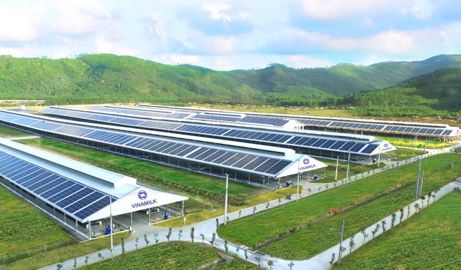 12 trang trại bò sữa 4.0 của Vinamilk đang được triển khai dùng năng lượng mặt trời ảnh 2