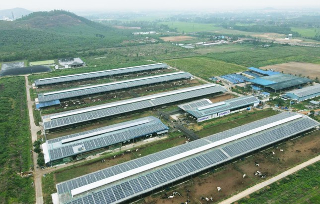 12 trang trại bò sữa 4.0 của Vinamilk đang được triển khai dùng năng lượng mặt trời ảnh 3