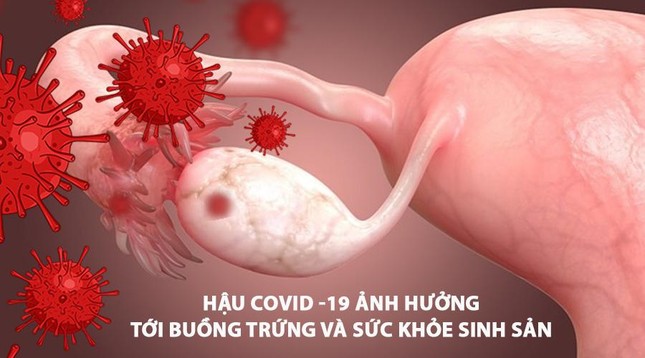 Hậu COVID- 19 gây ảnh hưởng tới buồng trứng và sức khỏe sinh dục nữ giới ảnh 1