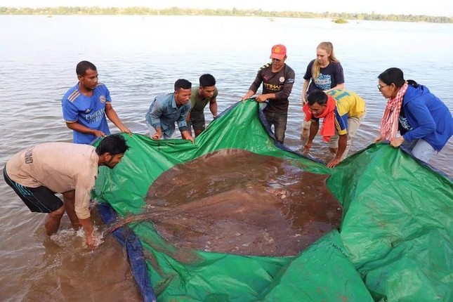 Bắt được cá đuối nước ngọt khổng lồ dài 4m, nặng 180kg trên sông Mekong ảnh 2