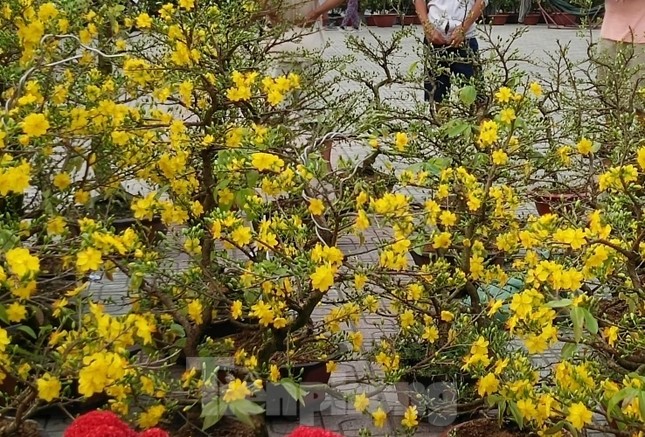 Mãn nhãn sắc Xuân trên đất Thủ ngày cận Tết ảnh 7