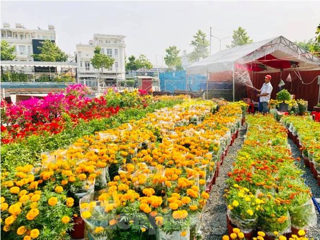 Mãn nhãn sắc Xuân trên đất Thủ ngày cận Tết ảnh 4