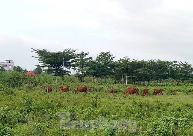 Công an mời ‘ông lớn’ BĐS đến làm việc liên quan dự án hàng nghìn tỷ ở Bình Dương ảnh 2