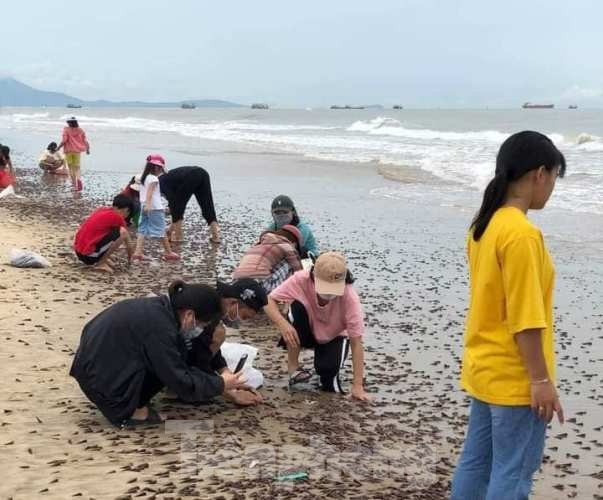 Người dân Quảng Bình nhận 'lộc trời' chưa từng thấy sau cơn bão đi qua ảnh 1