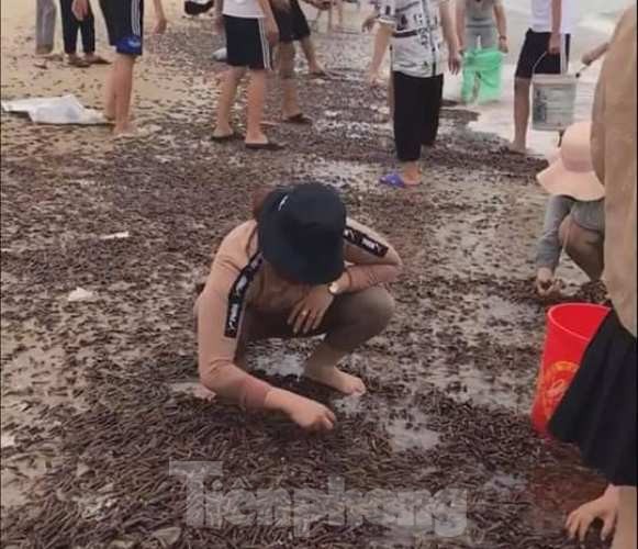 Người dân Quảng Bình nhận 'lộc trời' chưa từng thấy sau cơn bão đi qua ảnh 5