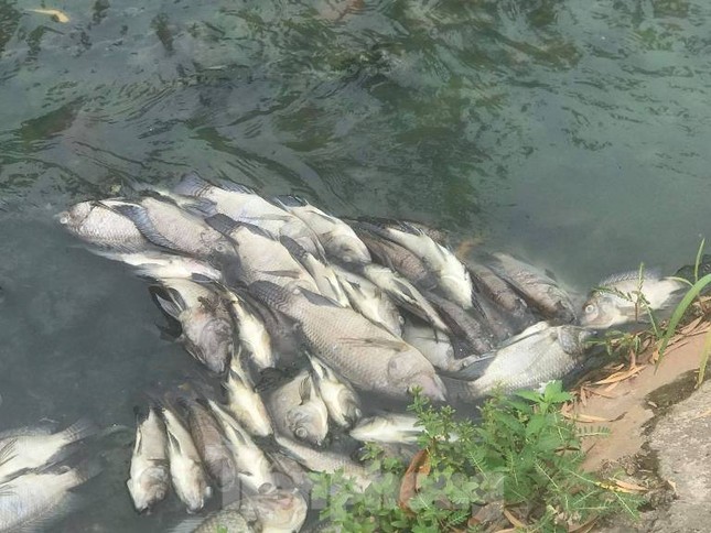 Cá chết trắng kênh gần khu bảo tàng ở Bình Dương ảnh 5