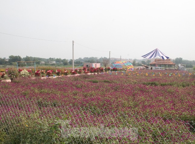 Thiên đường hoa Bình Dương ‘đốn tim’ du khách ảnh 7