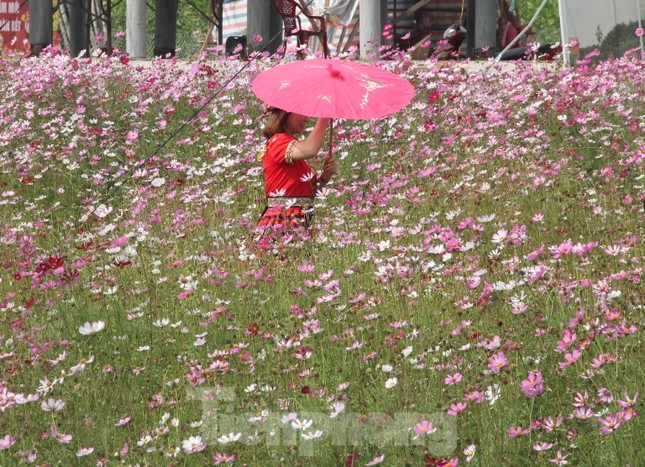 Thiên đường hoa Bình Dương ‘đốn tim’ du khách ảnh 3