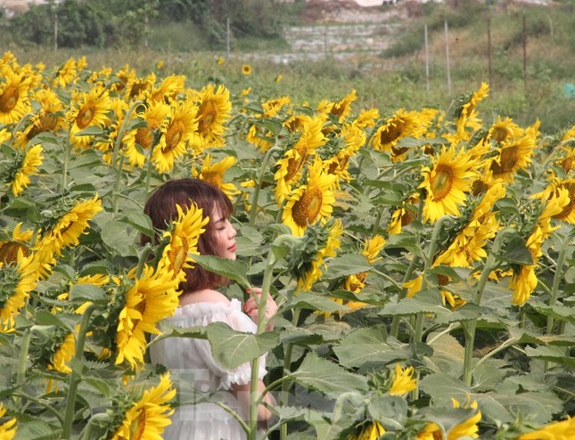 Thiên đường hoa Bình Dương ‘đốn tim’ du khách ảnh 2
