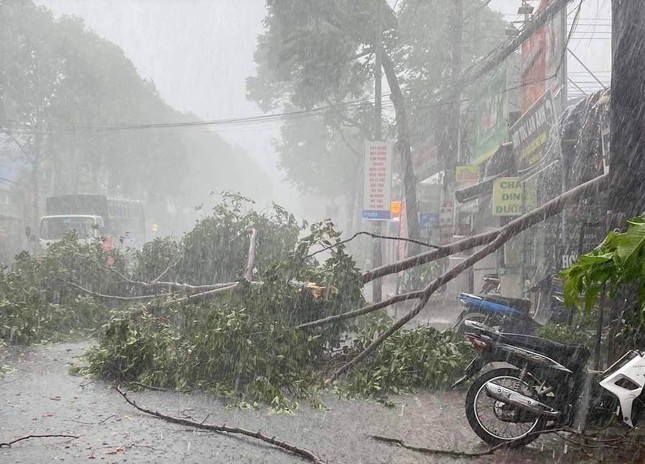 Mưa lớn ở Bình Dương làm nhiều cây gãy đổ, một nam thanh niên bị sét đánh tử vong ảnh 1