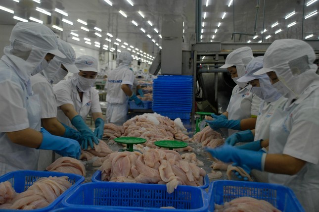 Ba tháng đầu năm, cá tra Việt Nam xuất khẩu đạt 646 triệu USD ảnh 1