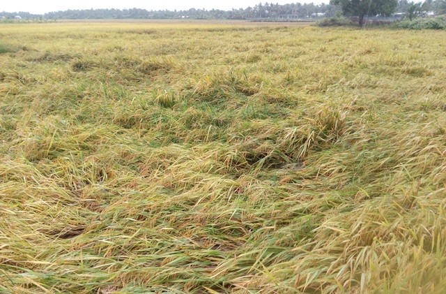 Kiên Giang chỉ đạo khẩn ứng phó bão số 1 ảnh 2