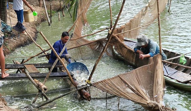 Giá cá tra thấp nhất trong 10 năm qua ảnh 1