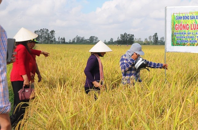 Vụ Hè Thu 2020, vùng ĐBSCL có khoảng 2,5 triệu tấn gạo xuất khẩu ảnh 2