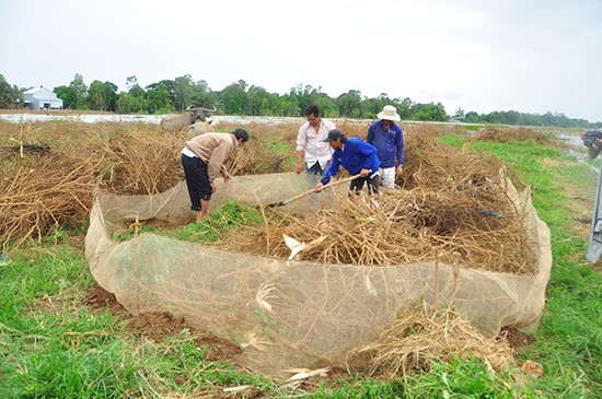 Thành phố Cần Thơ định chi 30 tỷ đồng diệt chuột: GS Võ Tòng Xuân nói gì? ảnh 1