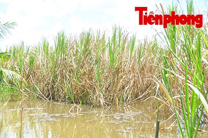 Hậu Giang: Dân trồng mía 'điêu đứng' vì nước lũ ảnh 6