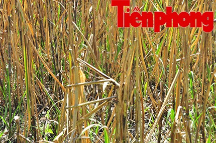 Hậu Giang: Dân trồng mía 'điêu đứng' vì nước lũ ảnh 5