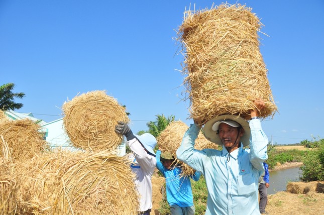 Người dân ngày đêm oằn mình với hạn mặn khốc liệt nhất lịch sử ảnh 14
