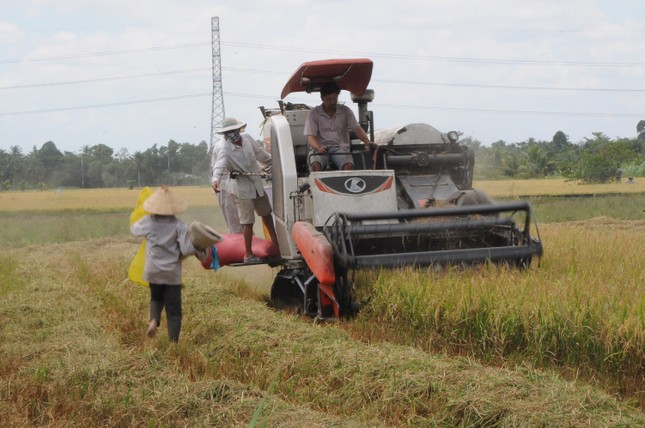 Cận cảnh hạn mặn khốc liệt đe dọa cuộc sống người dân ĐBSCL ảnh 10