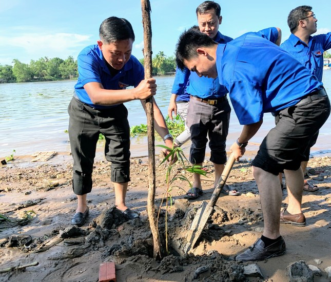 Cần Thơ trồng 1000 cây xanh chống sạt lở bờ sông ảnh 1