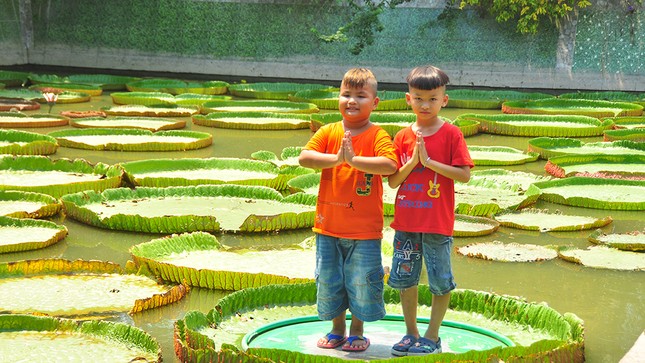 Lá sen 'độc nhất vô nhị' ở Việt Nam, người đứng lên không chìm ảnh 2