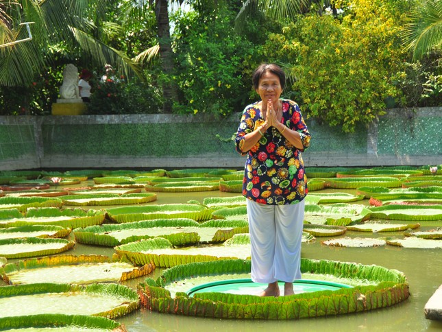Lá sen 'độc nhất vô nhị' ở Việt Nam, người đứng lên không chìm ảnh 6