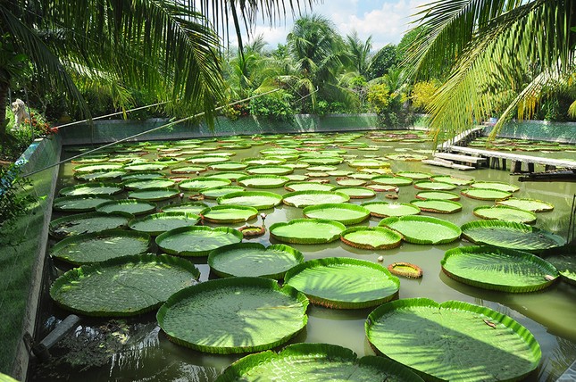 Lá sen 'độc nhất vô nhị' ở Việt Nam, người đứng lên không chìm ảnh 3
