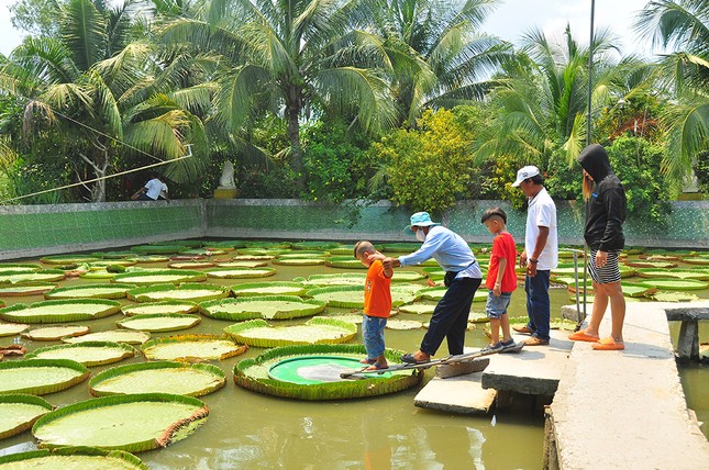 Lá sen 'độc nhất vô nhị' ở Việt Nam, người đứng lên không chìm ảnh 5