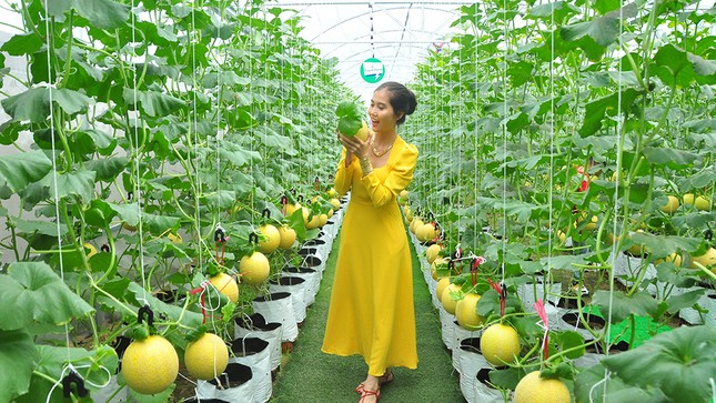 Vườn dưa lưới của chàng thạc sĩ nông nghiệp thu hút đông bạn trẻ check-in dịp Tết ảnh 2