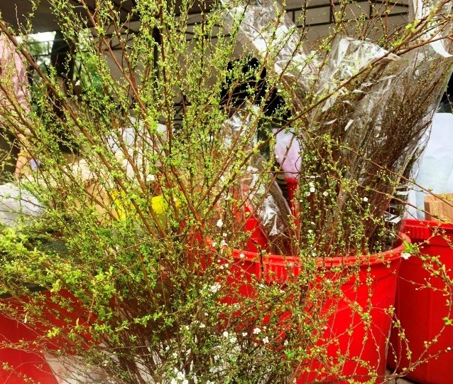 Hoa lạ, hoa giả được săn đón ở Thanh Hóa ảnh 7