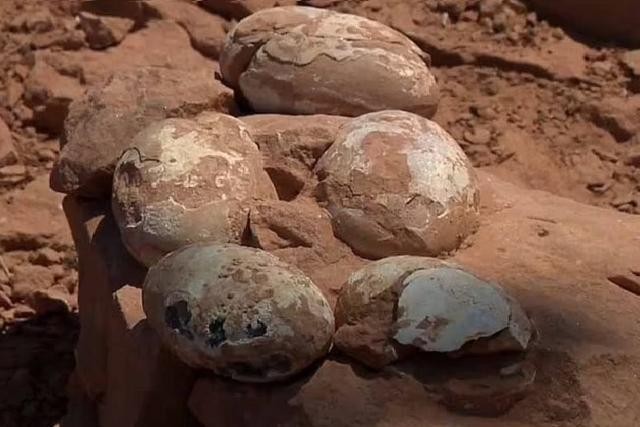 Bí mật bất ngờ từ ổ trứng hóa thạch 'khủng' bị chôn vùi 60 triệu năm trước ảnh 1