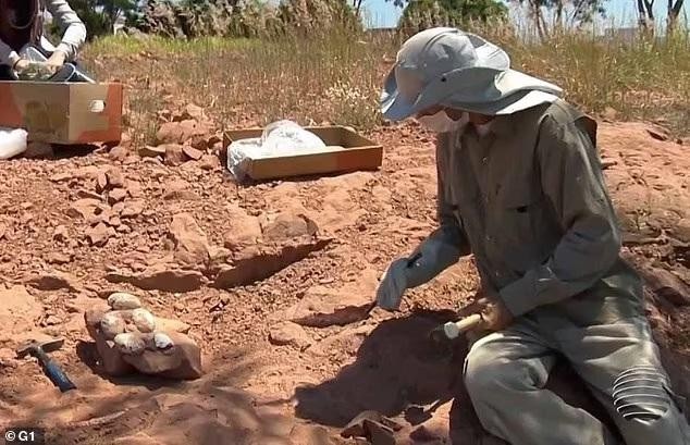 Bí mật bất ngờ từ ổ trứng hóa thạch 'khủng' bị chôn vùi 60 triệu năm trước ảnh 4