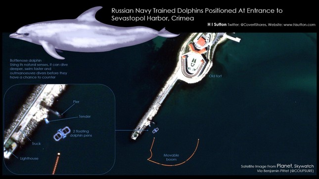 Vì sao cá heo được Nga triển khai bảo vệ căn cứ quan trọng giữa cuộc chiến với Ukraine? ảnh 1