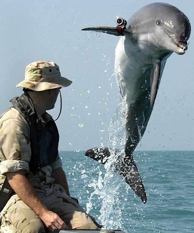 Vì sao cá heo được Nga triển khai bảo vệ căn cứ quan trọng giữa cuộc chiến với Ukraine? ảnh 3