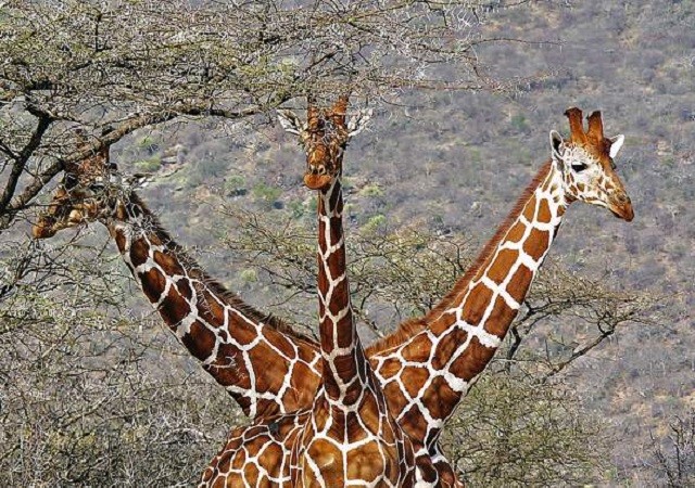 Loài động vật cao nhất thế giới và những sự thật thú vị ảnh 1
