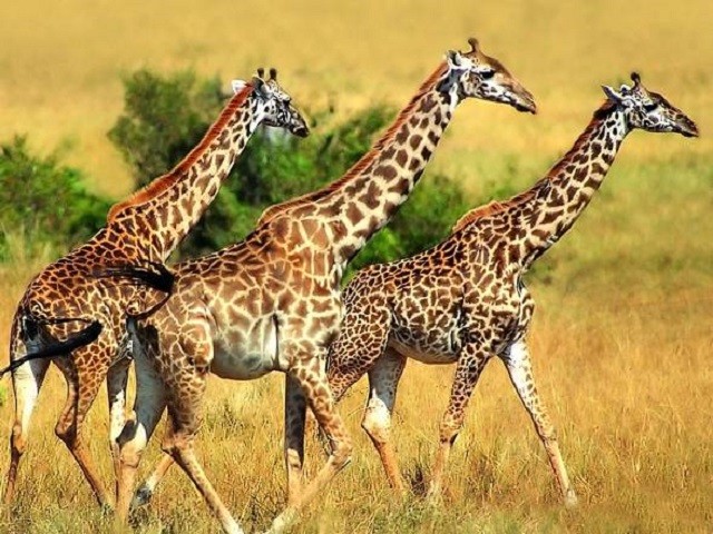 Loài động vật cao nhất thế giới và những sự thật thú vị ảnh 4