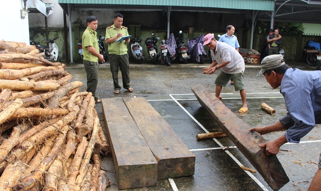 Bị phát hiện chở gỗ lậu, tài xế bỏ xe tháo chạy ảnh 1