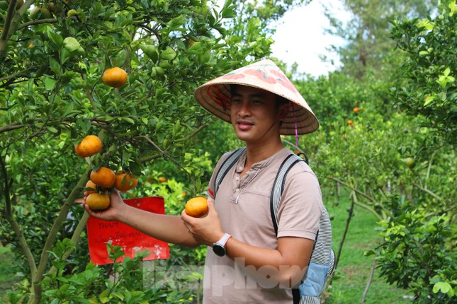 Mê mẩn vườn quýt hồng trĩu quả của nông dân miền Tây ảnh 9