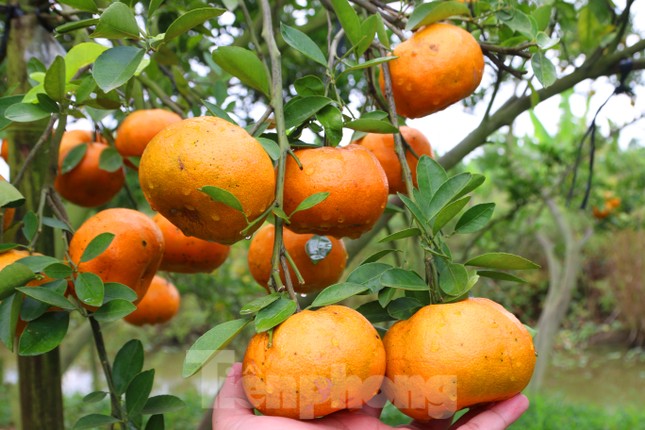 Mê mẩn vườn quýt hồng trĩu quả của nông dân miền Tây ảnh 6