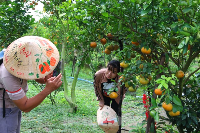 Mê mẩn vườn quýt hồng trĩu quả của nông dân miền Tây ảnh 8