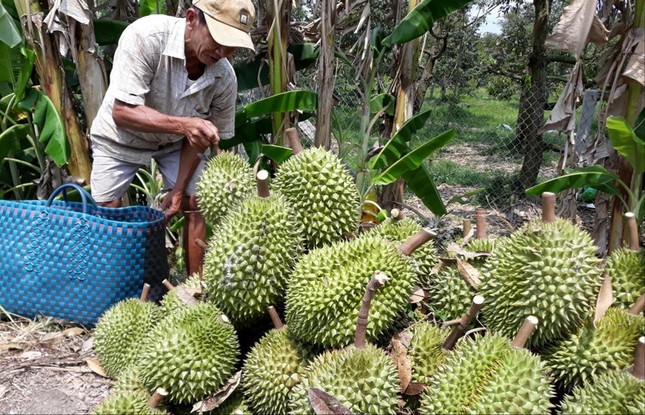 Thêm thị trường, xuất khẩu trái cây sẽ đột phá ảnh 1