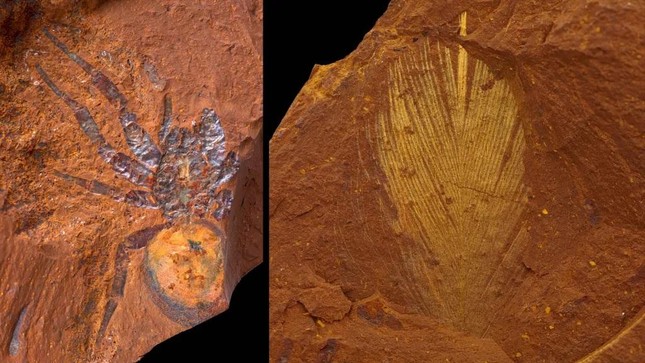 Hóa thạch hiếm và mỏng manh được tìm thấy tại một địa điểm bí mật ở Úc - Ảnh 1.
