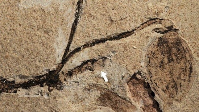 Hóa thạch thực vật 164 triệu năm tuổi, di tích lâu đời nhất về chồi hoa - Ảnh 1.