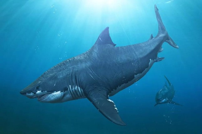 Sự thật về loài cá mập khổng lồ thống trị biển sâu hơn 20 triệu năm ảnh 1